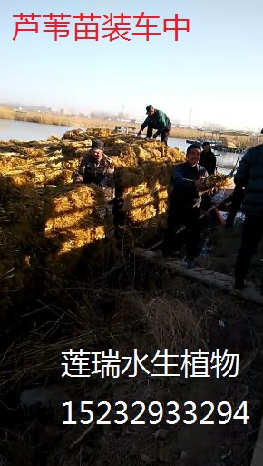 蘆葦香蒲開(kāi)始取苗