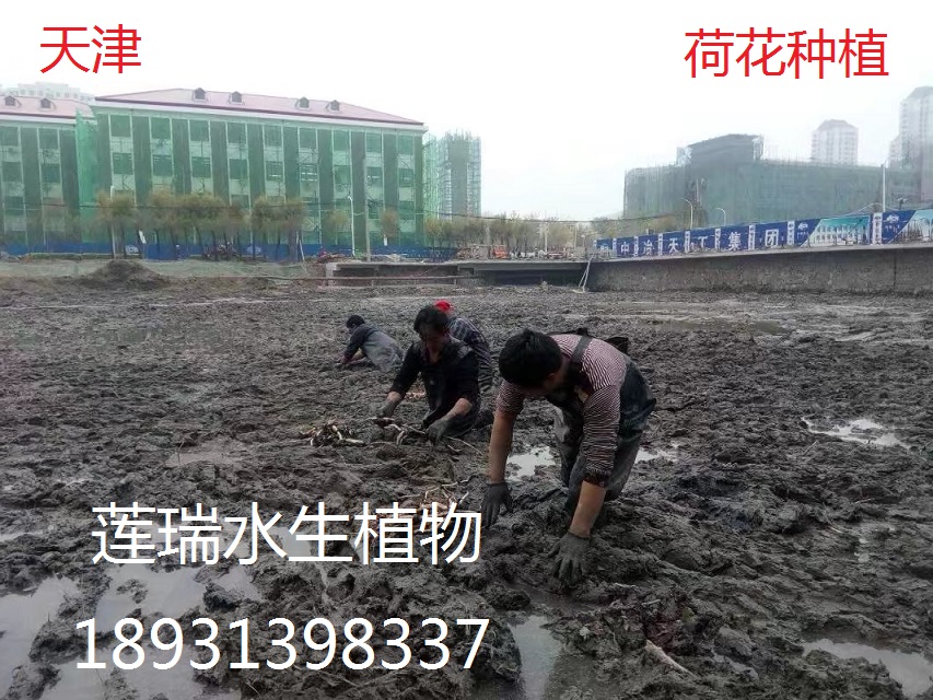 天津農(nóng)學(xué)院荷花種植