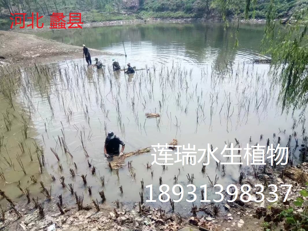 河北蠡縣坑塘蘆葦種植