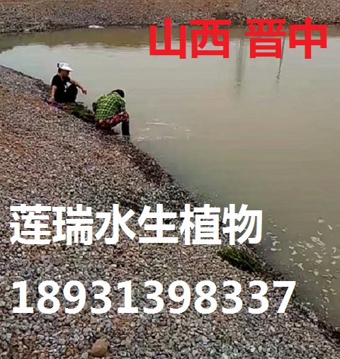 山西晉中沉水植物種植