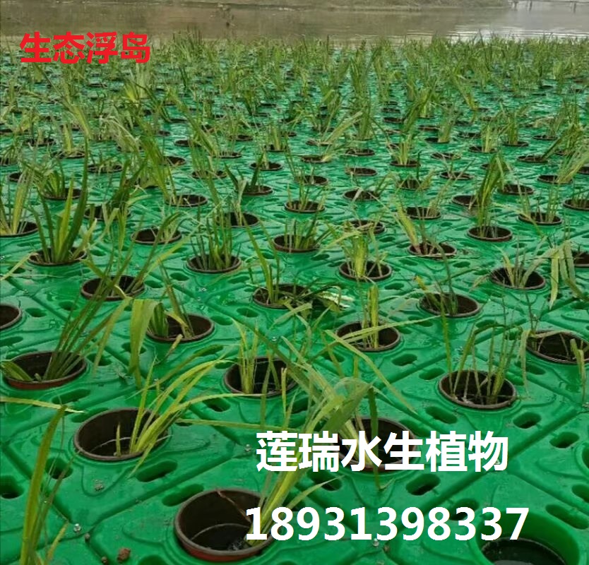 水生植物浮床工程
