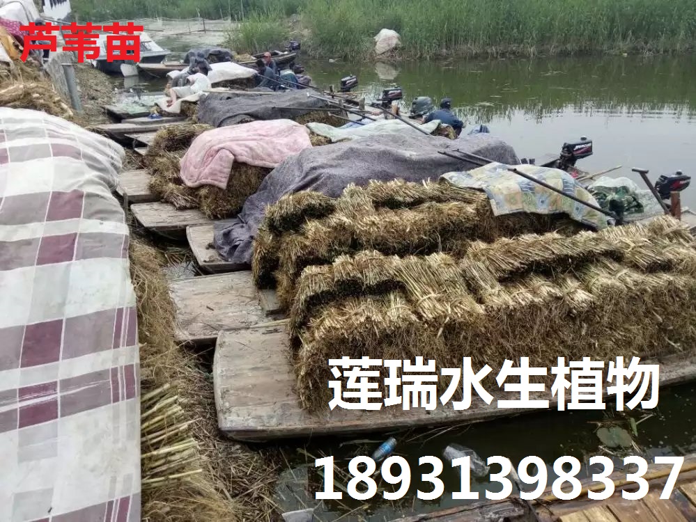 陜西渭南濕地公園水生植物種植工程