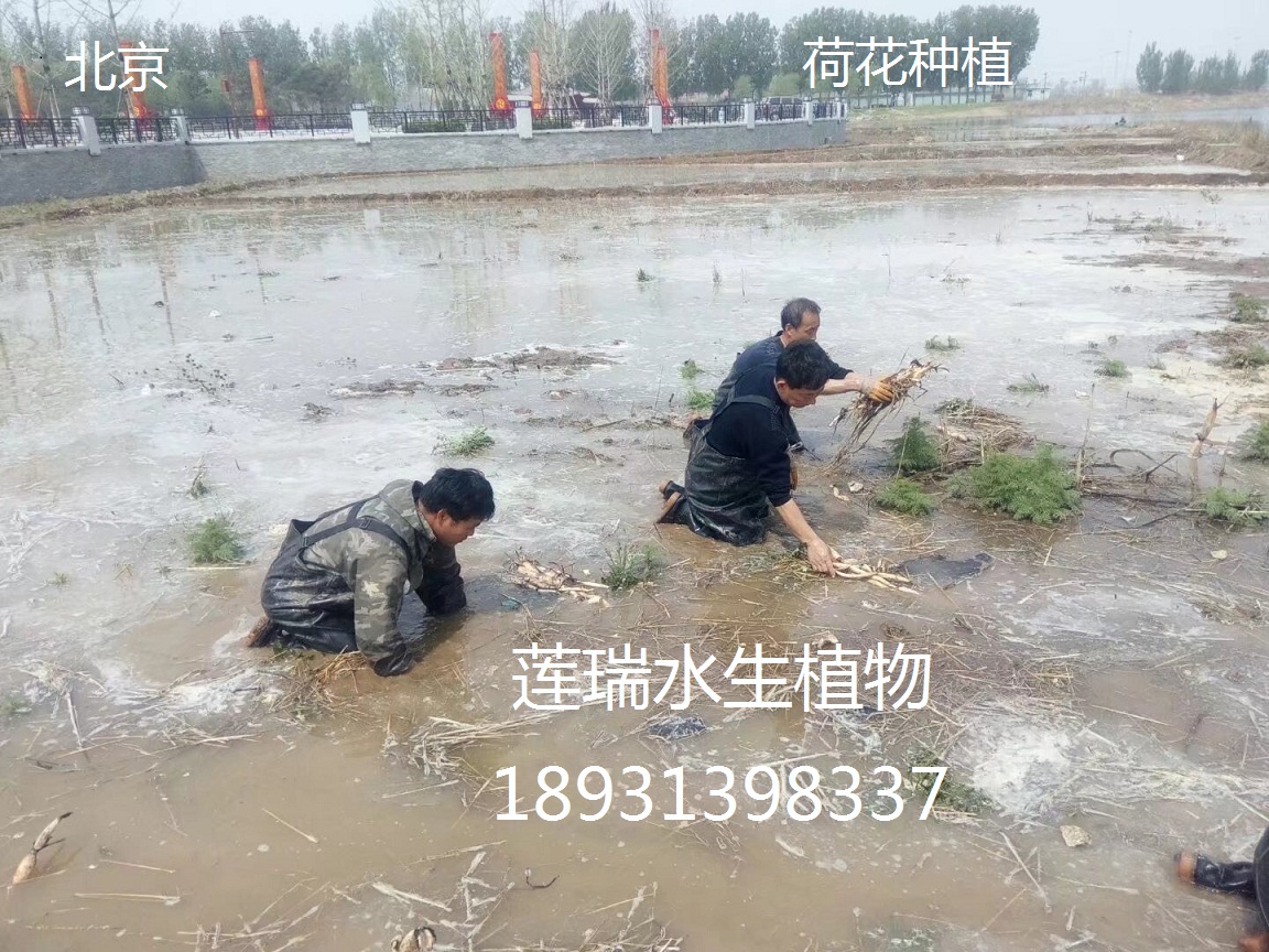 北京公園水生植物種植（二）