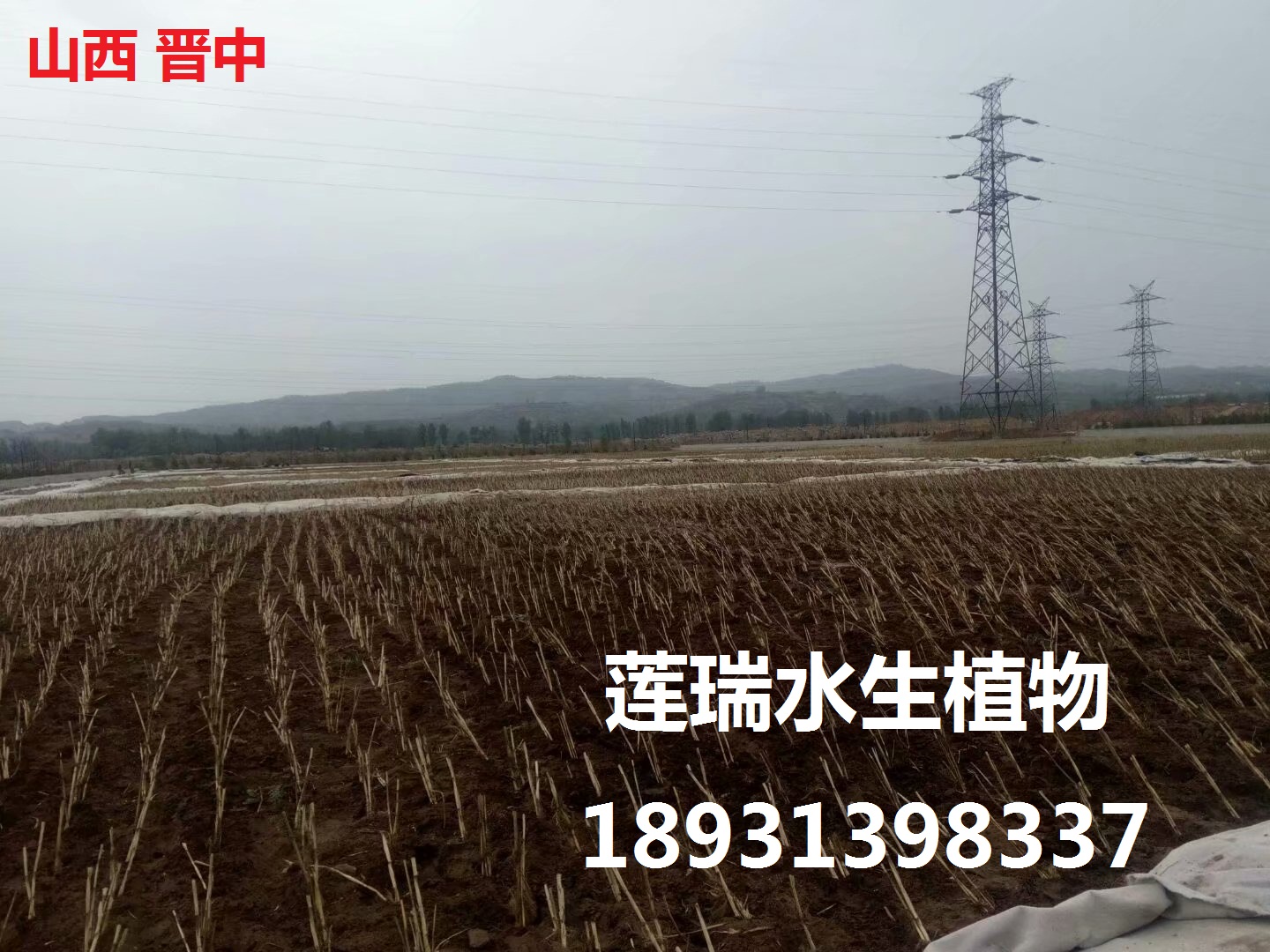 山西晉中生態(tài)濕地工程