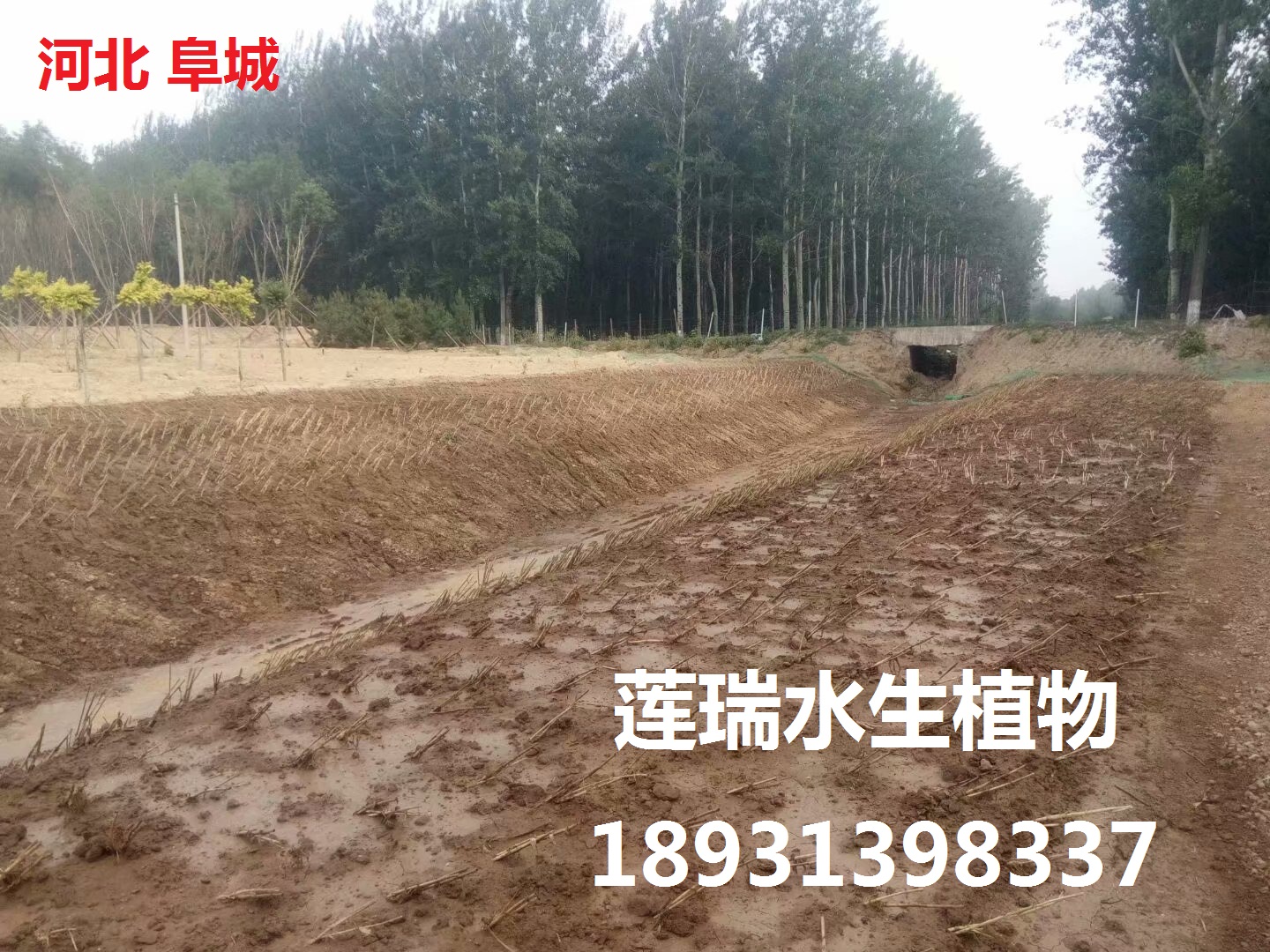 衡水阜城水生植物種植