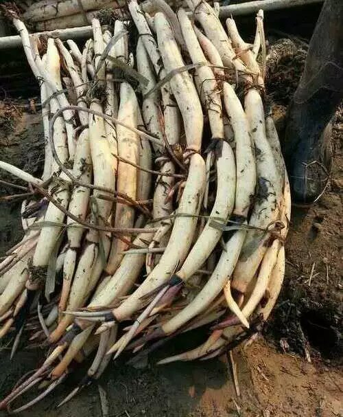 2019年荷花苗蘆葦苗~水生植物供應(yīng)中