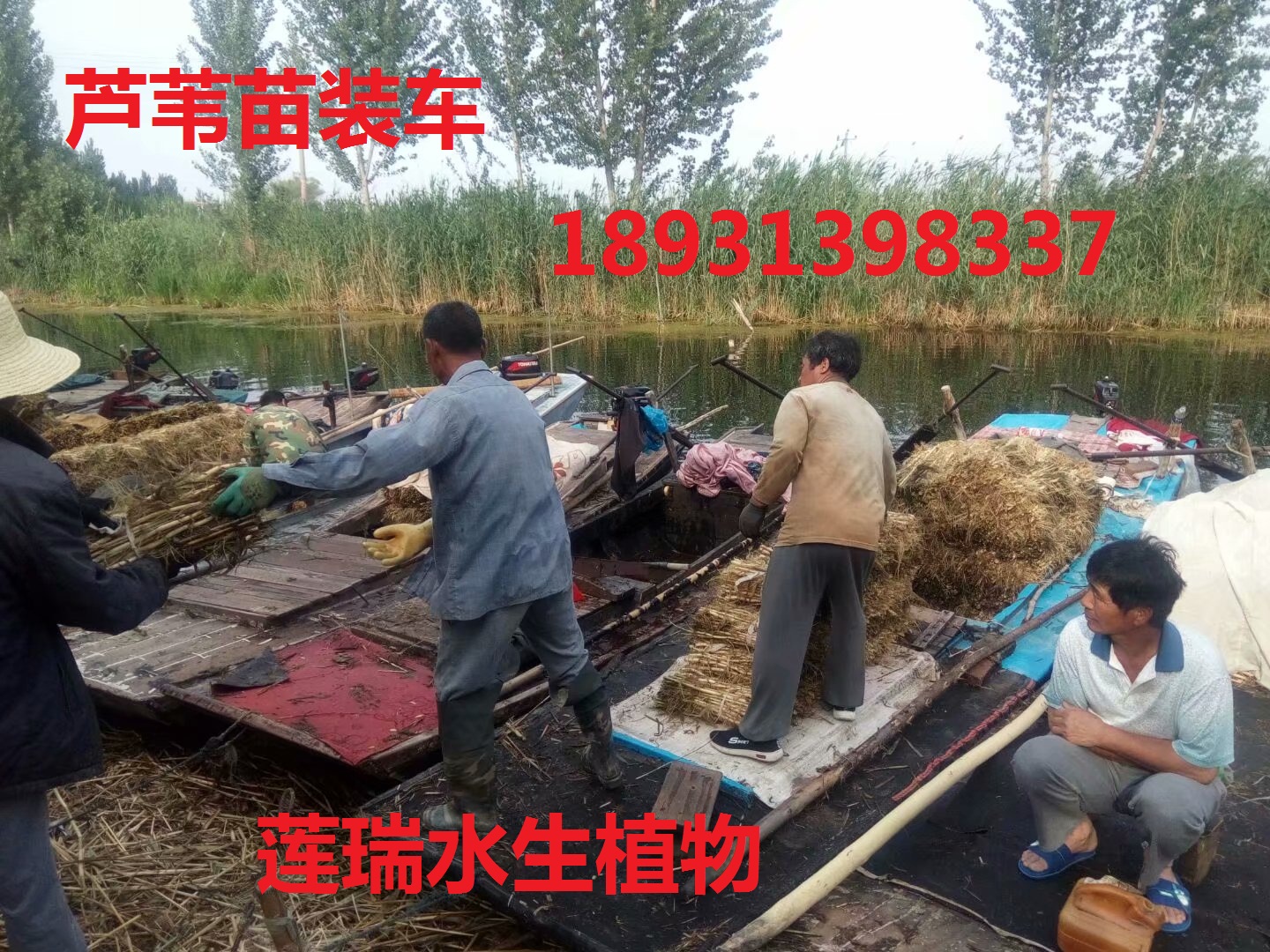 甘肅水生植物供應(yīng)