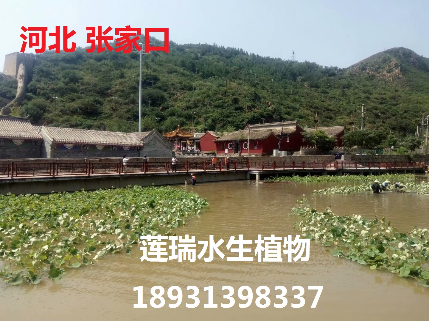 河北張家口荷花種植工程