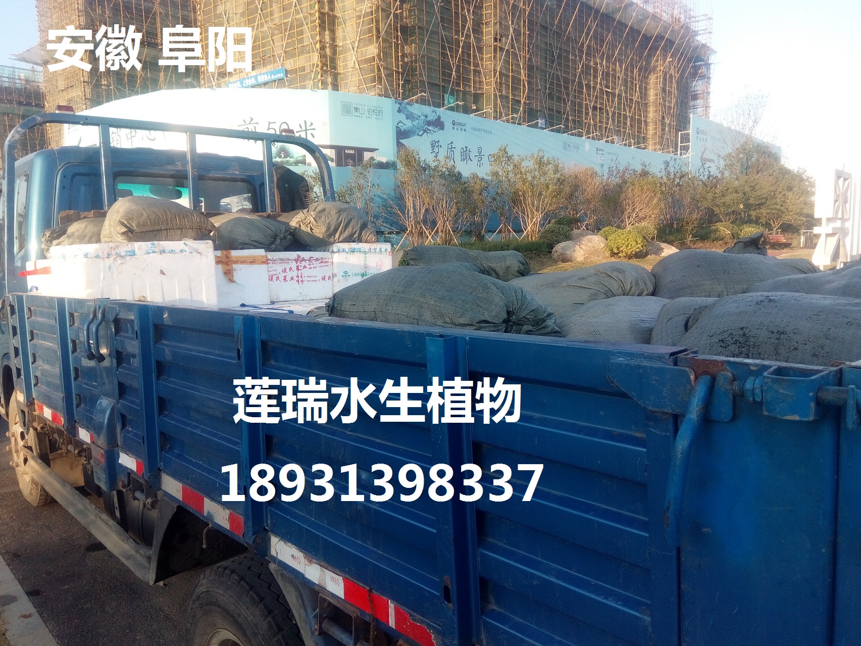 安徽阜陽(yáng)沉水植物種植