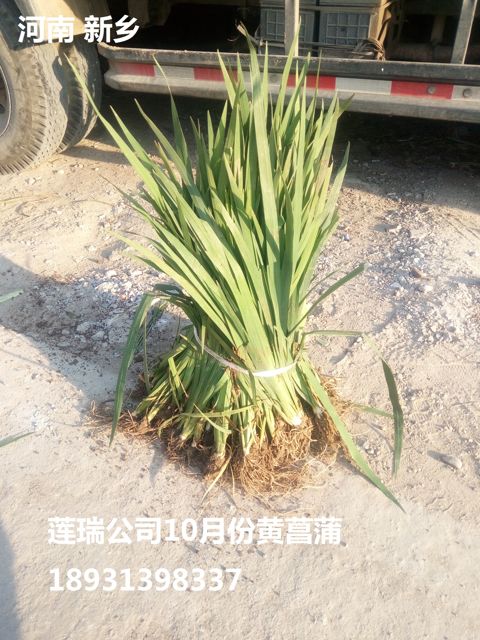 河南水生植物供應(yīng)