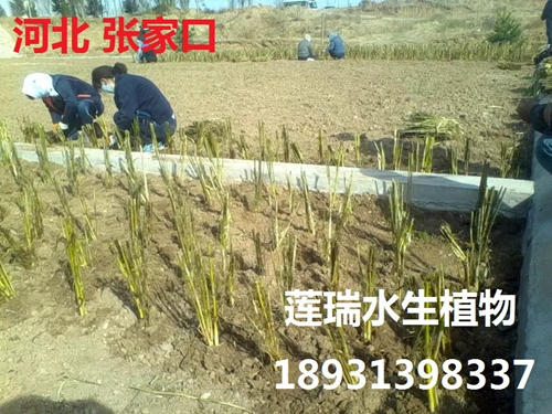 張家口市萬(wàn)全污水處理人工濕地工程