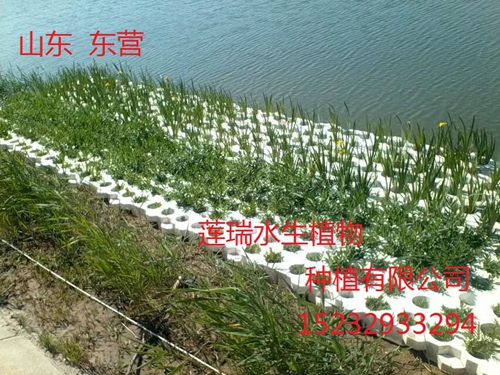 山東東營(yíng) 生態(tài)浮島工程