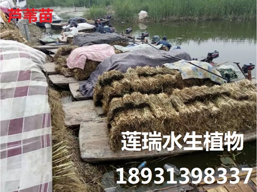 陜西渭南濕地公園水生植物種植工程