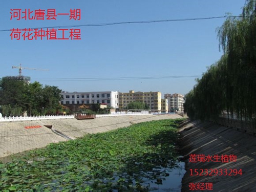 唐縣荷花種植工程